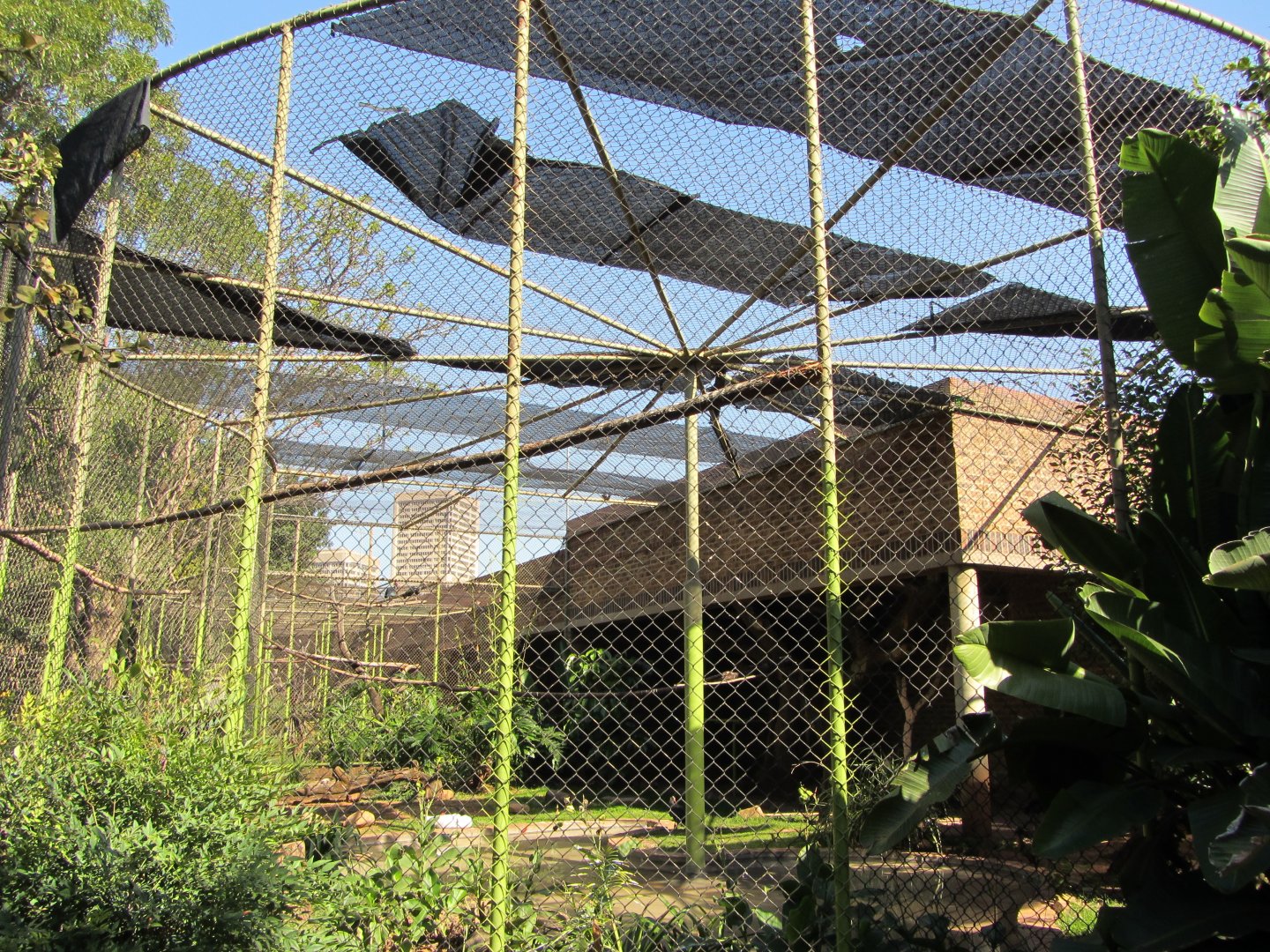 Black-necked Swan/Northern Bald Ibis Aviary