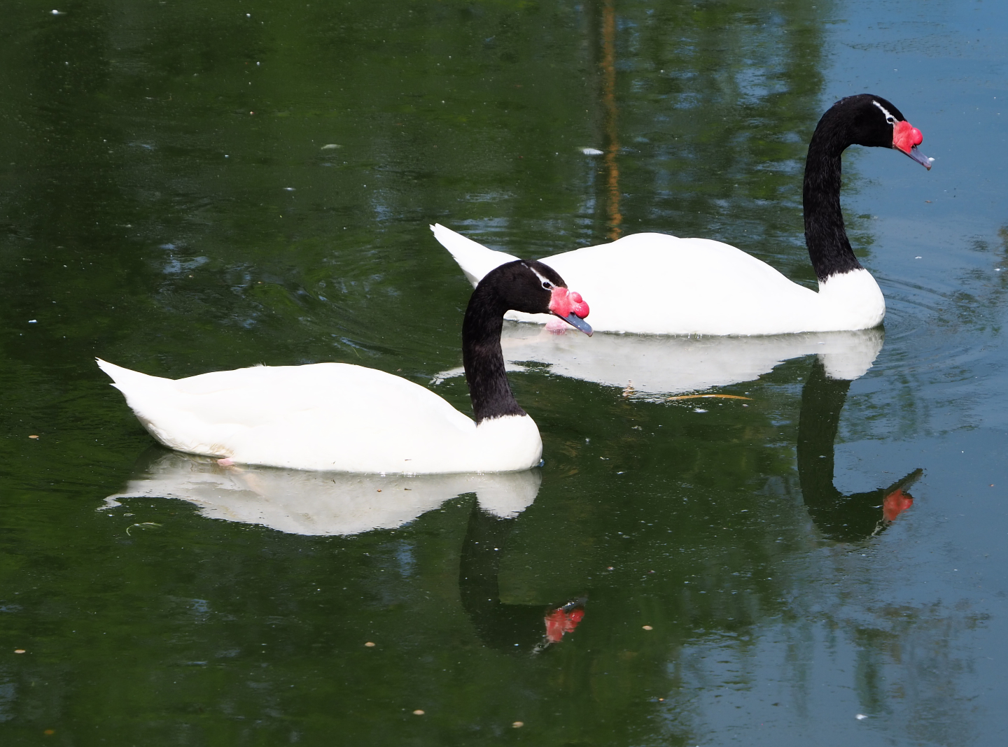 Black-necked swan pair (Cygnus melanocoryphus), 2020-06-12