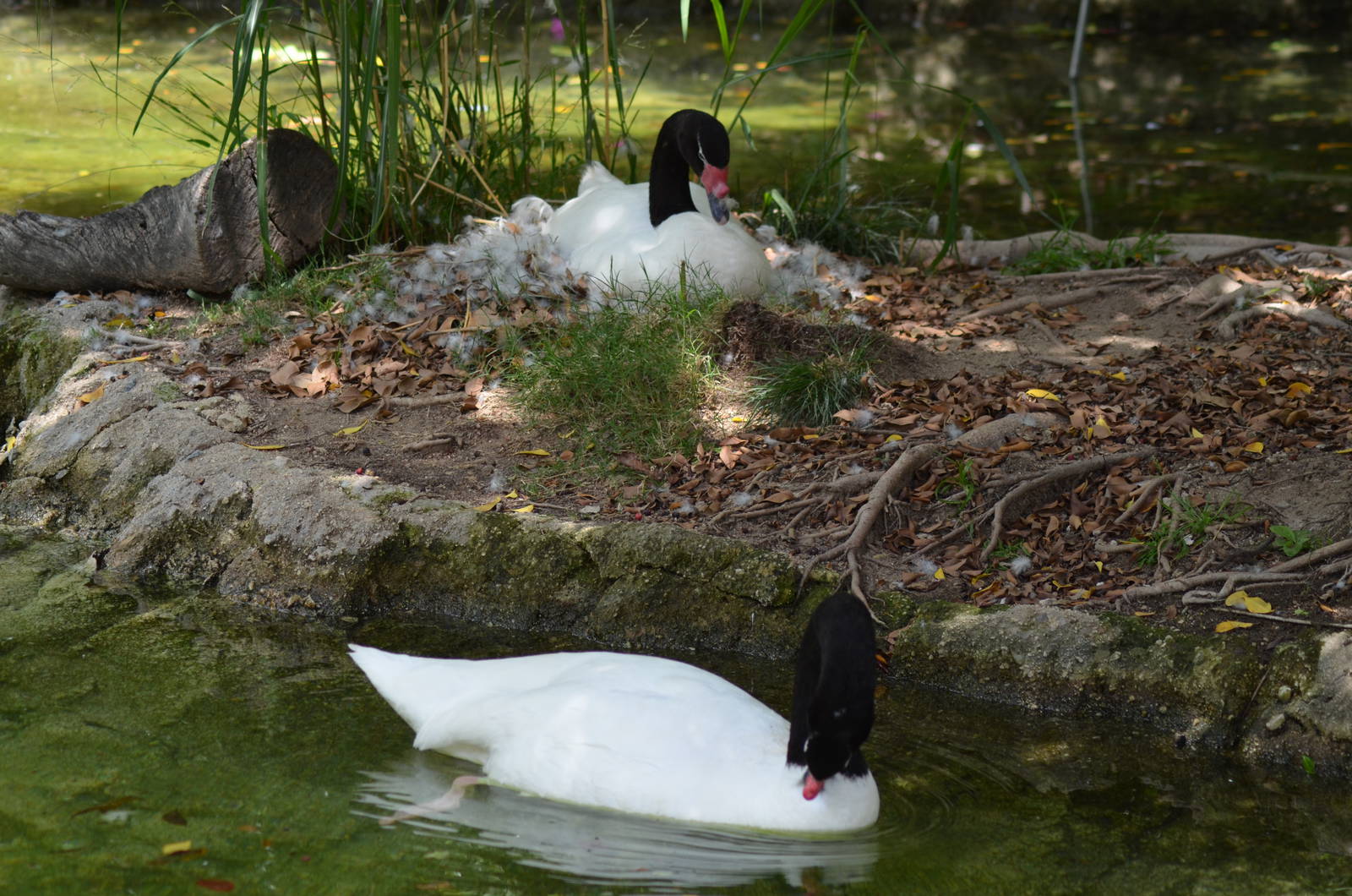 Black-necked Swan Pair Nesting