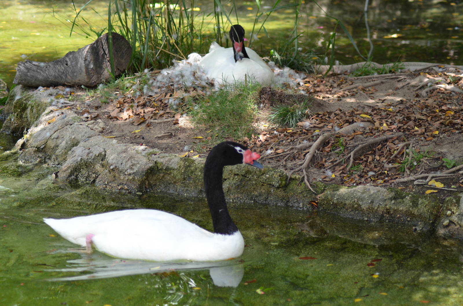Black-necked Swan Pair Nesting