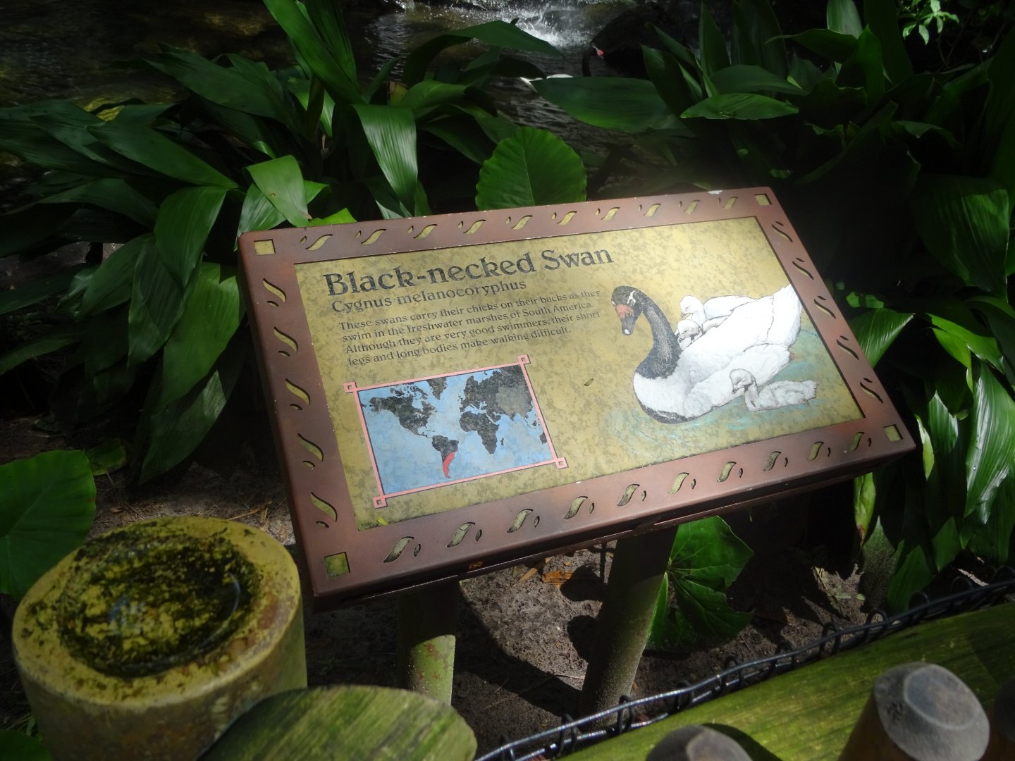 Black-necked Swan Signage at Disney's Animal Kingdom (2014)
