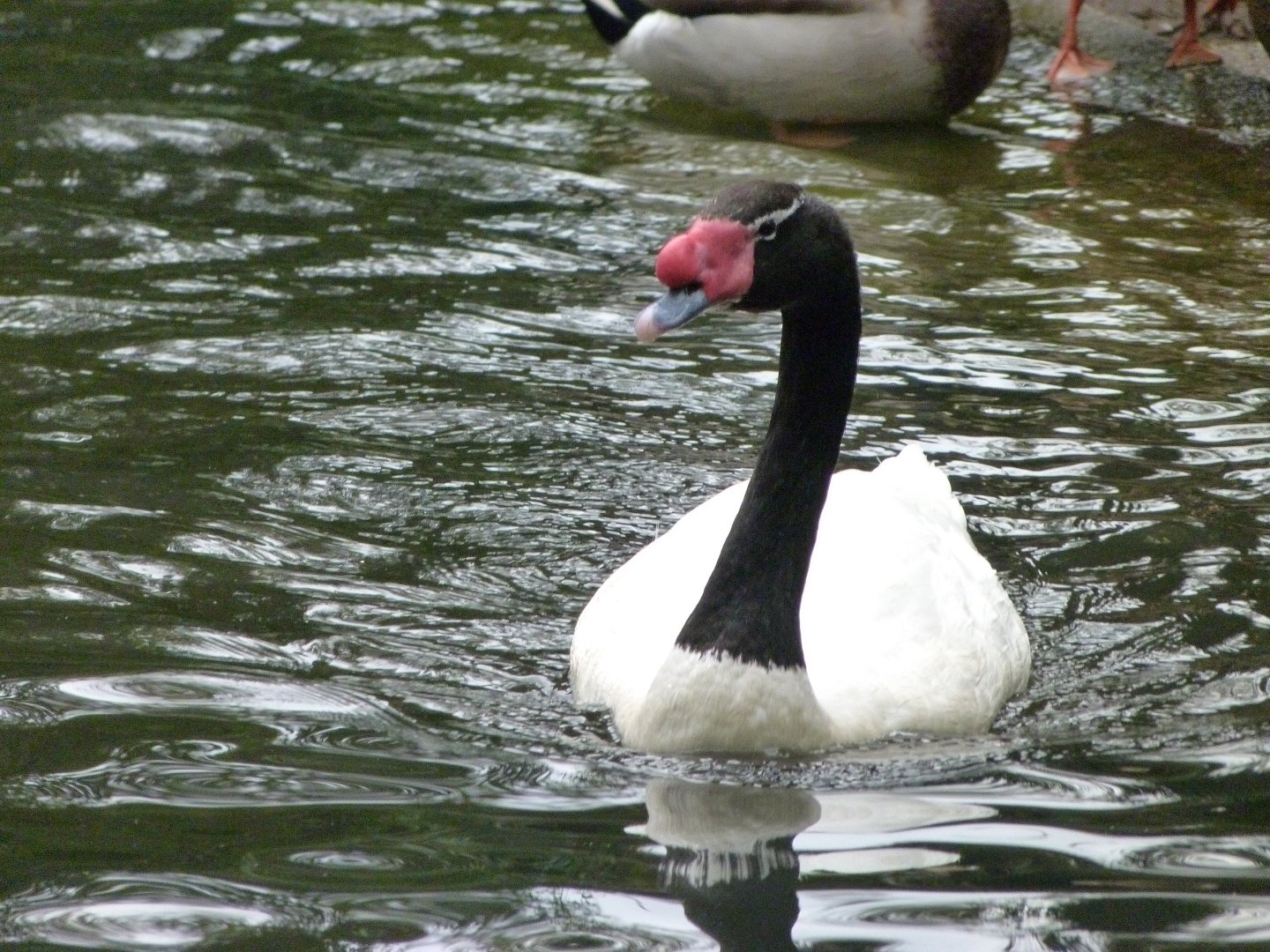 Black-necked swan -Tierpark Berlin (2024)