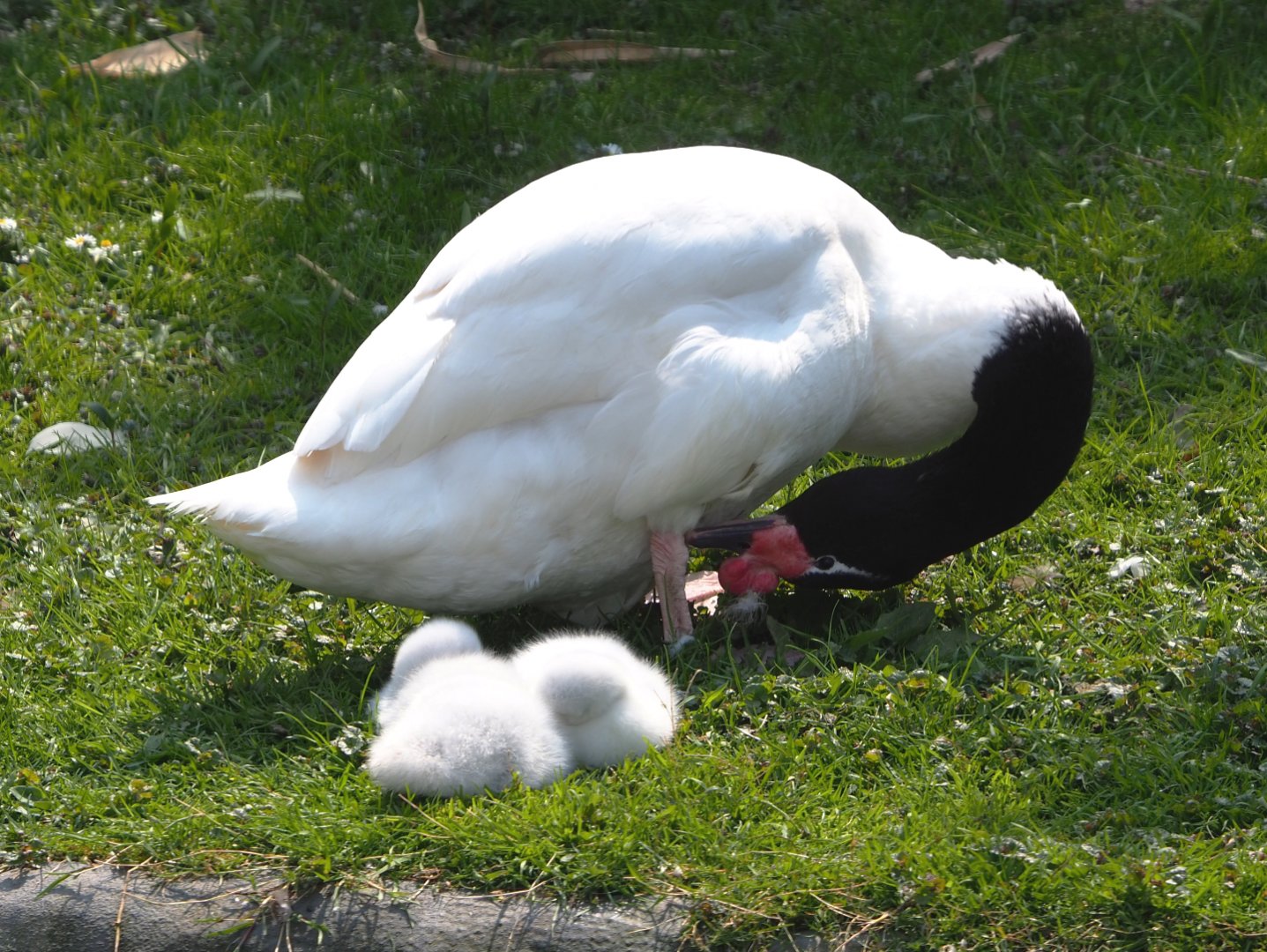 Black-necked swan with cygnets (Cygnus melanocoryphus), 2021-04-20
