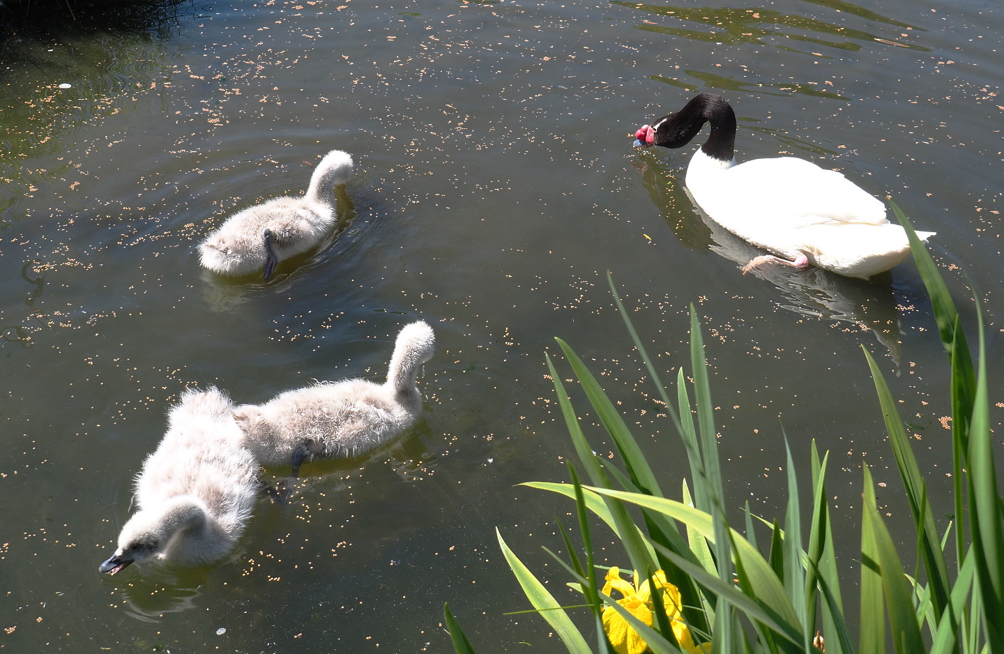 Black-necked swan with cygnets (Cygnus melanocoryphus), 2021-06-01