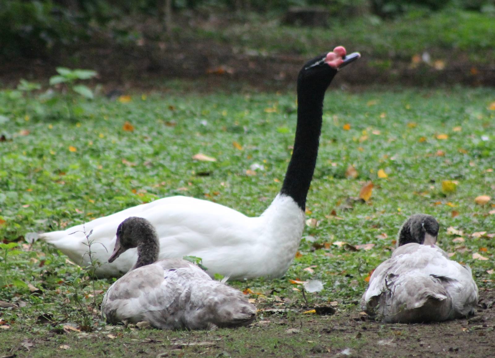 Black-necked swan with young