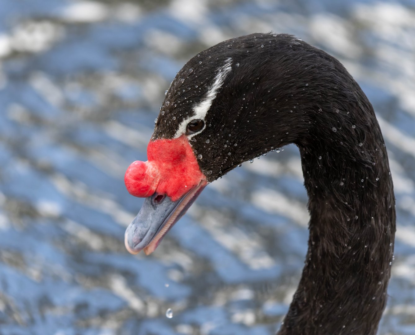 Black necked swan, WWT Slimbridge, UK