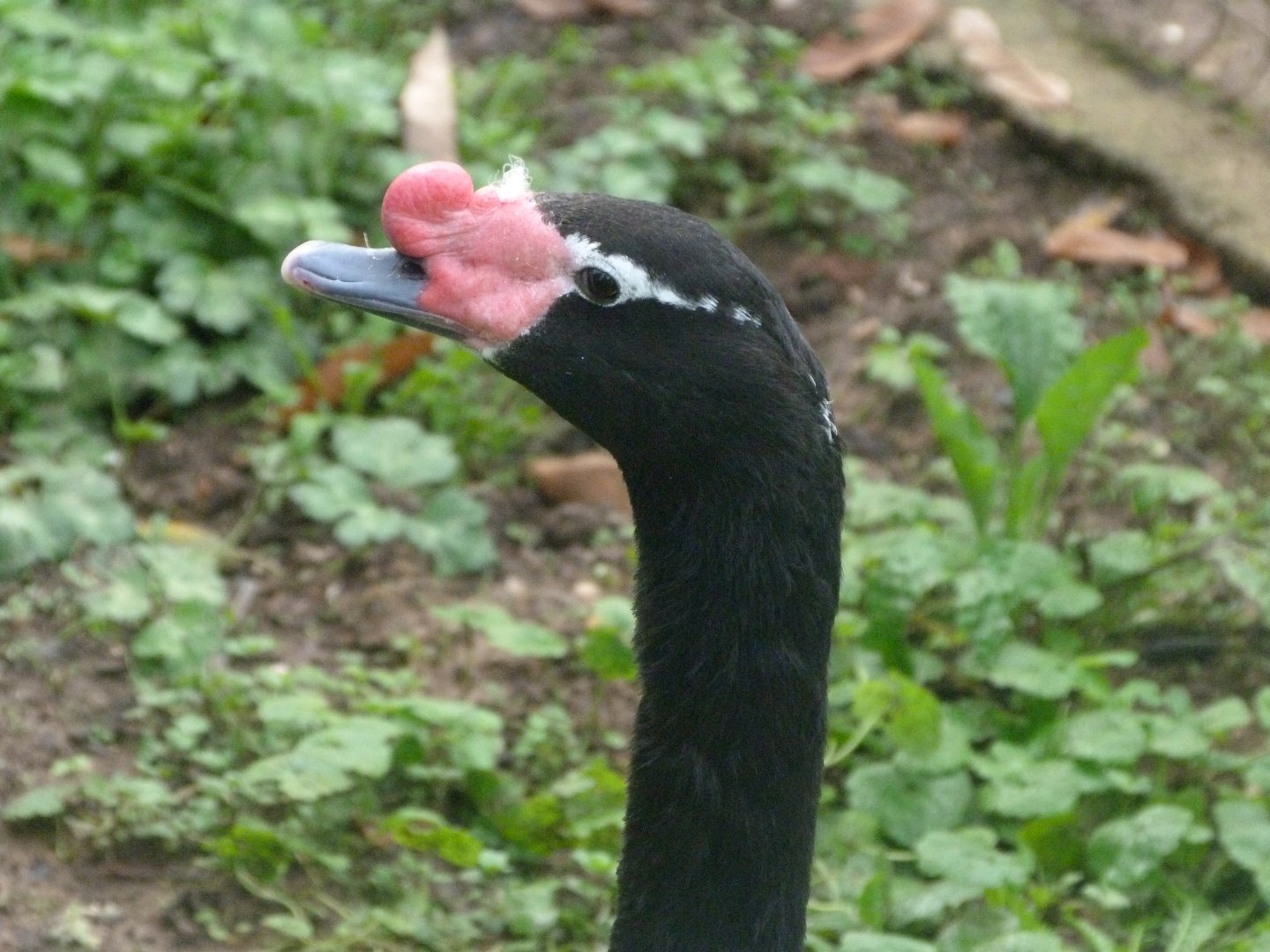 Black-necked swan -Zoo de Santillana del Mar (2024)