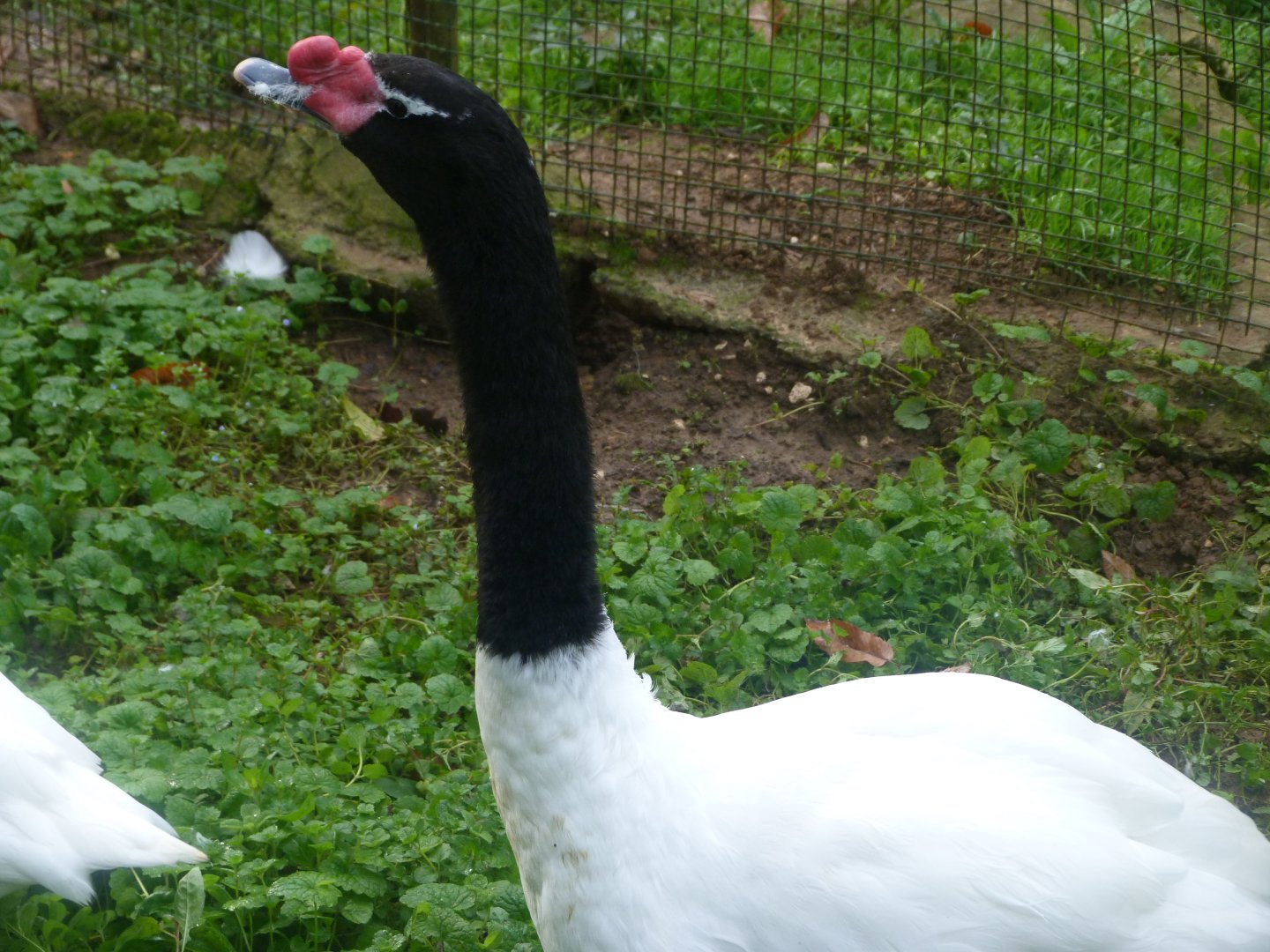 Black-necked swan -Zoo de Santillana del Mar (2024)
