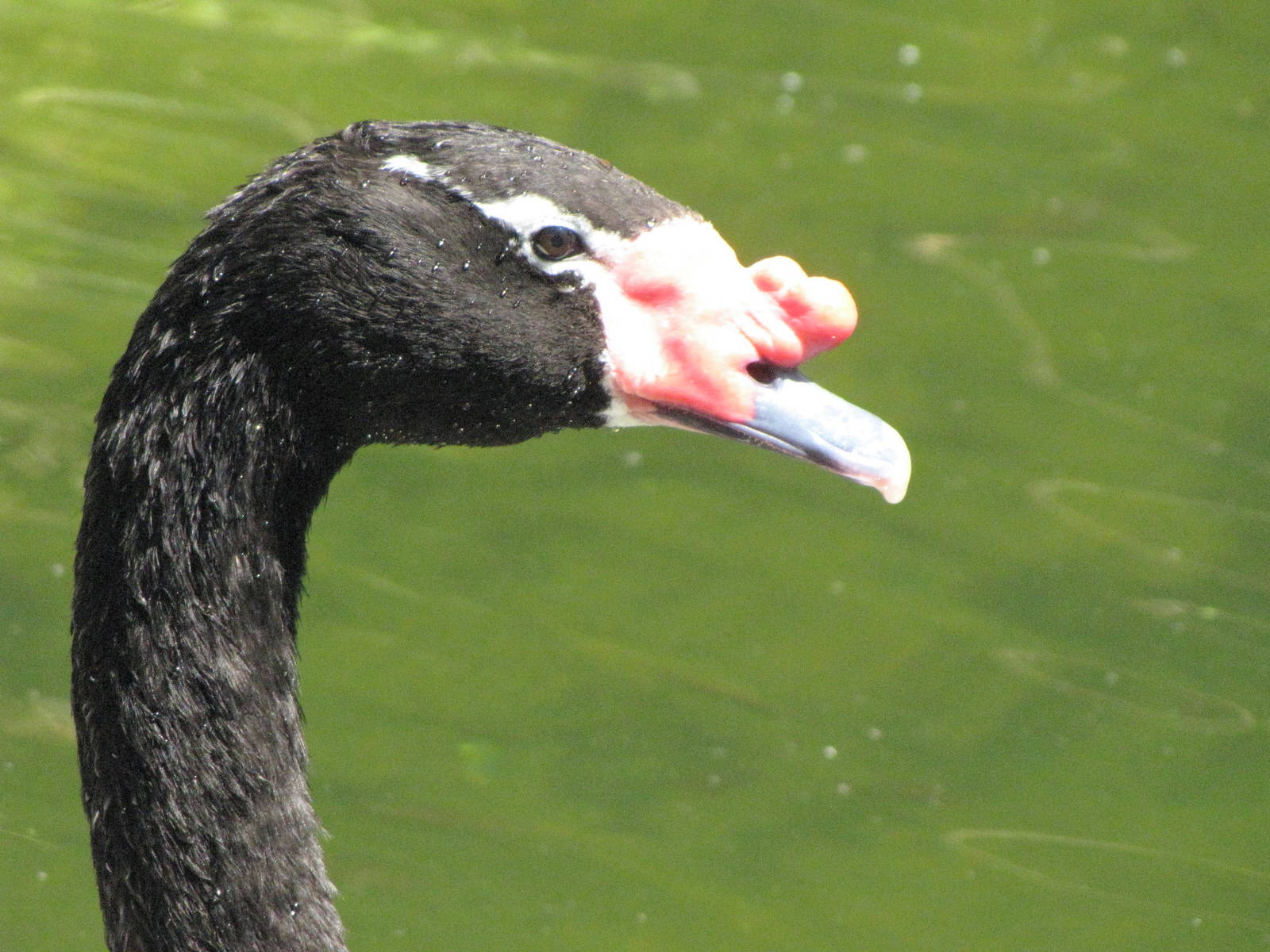 Black-necked Swan