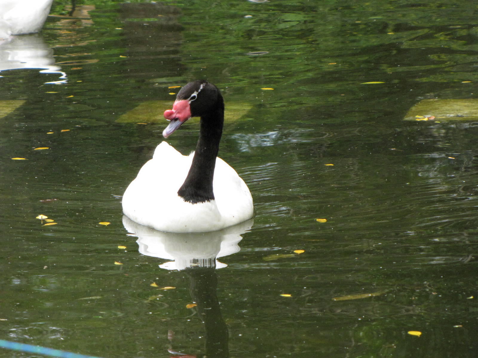 Black-necked Swan
