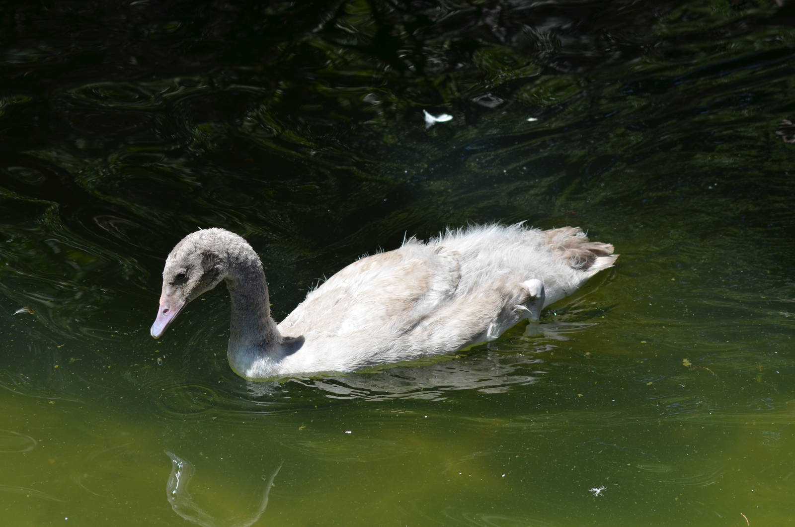 Black-necked Swan