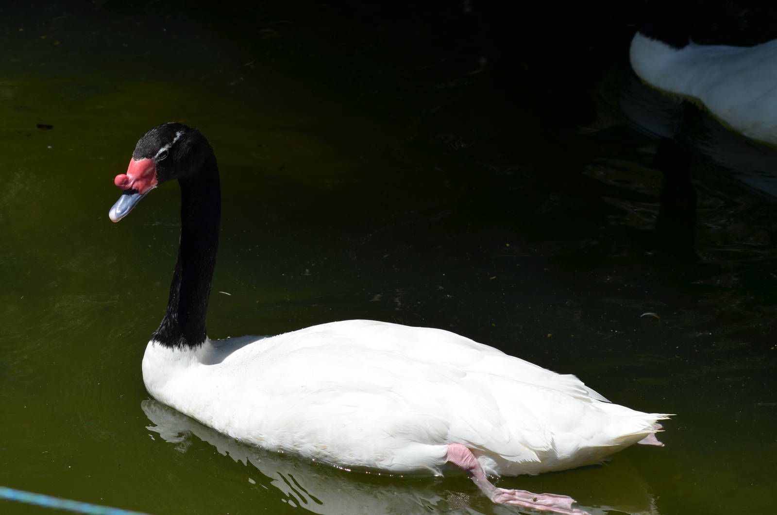 Black-necked Swan