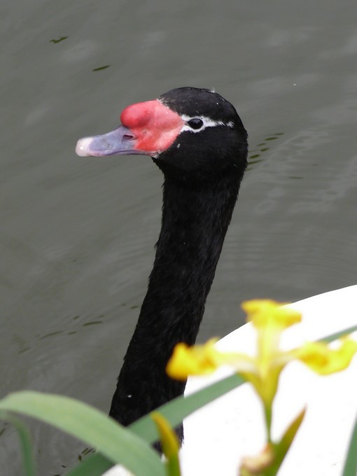 Black-necked swan