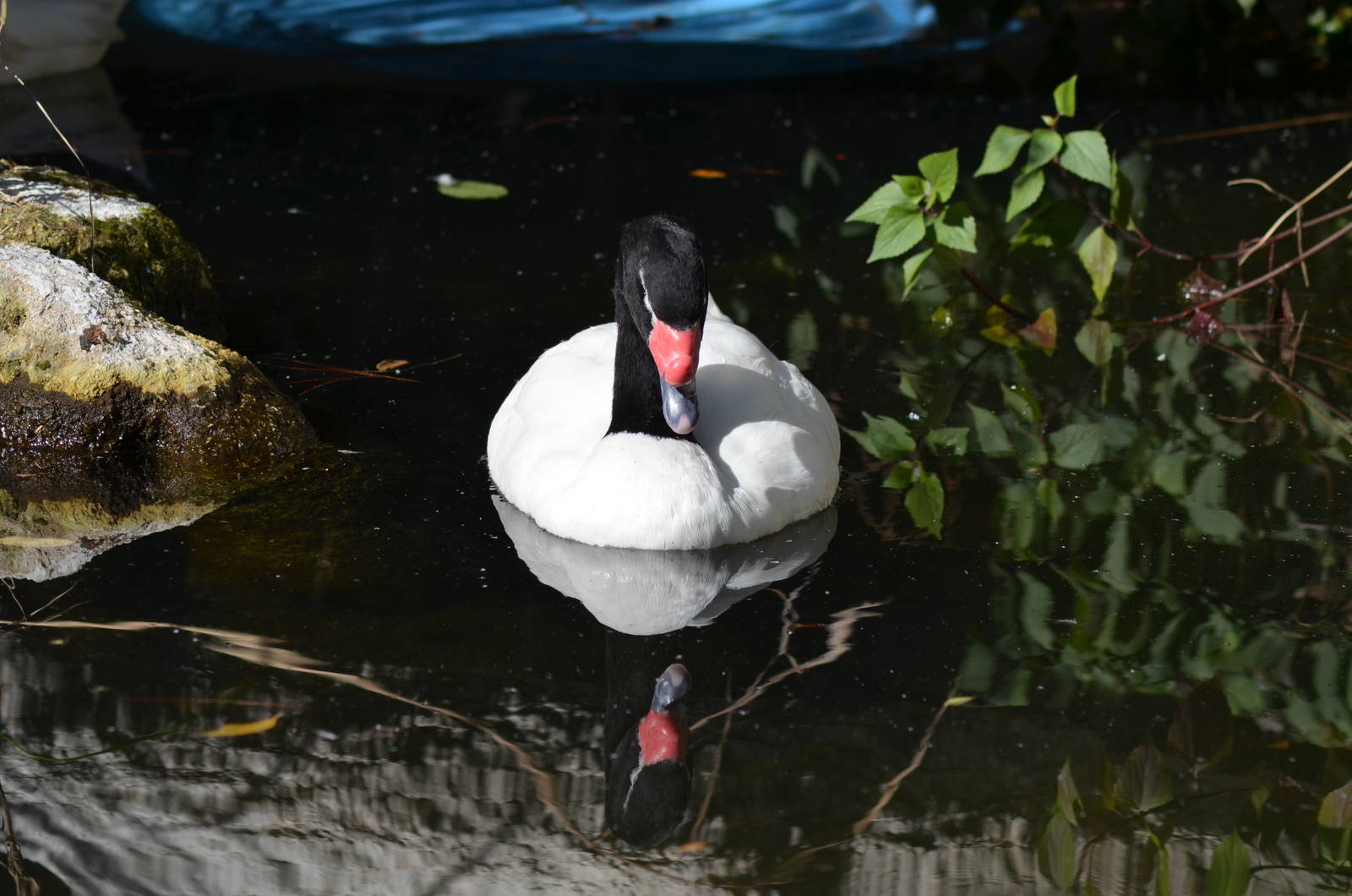 Black-necked Swan