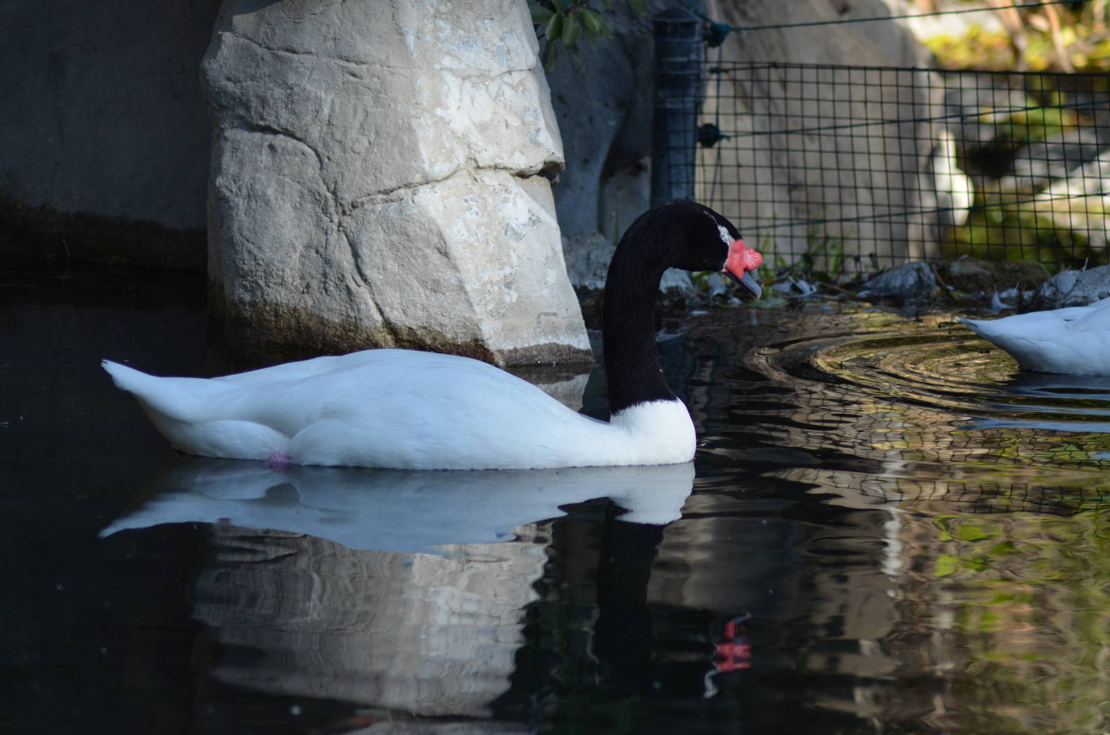 Black-necked Swan