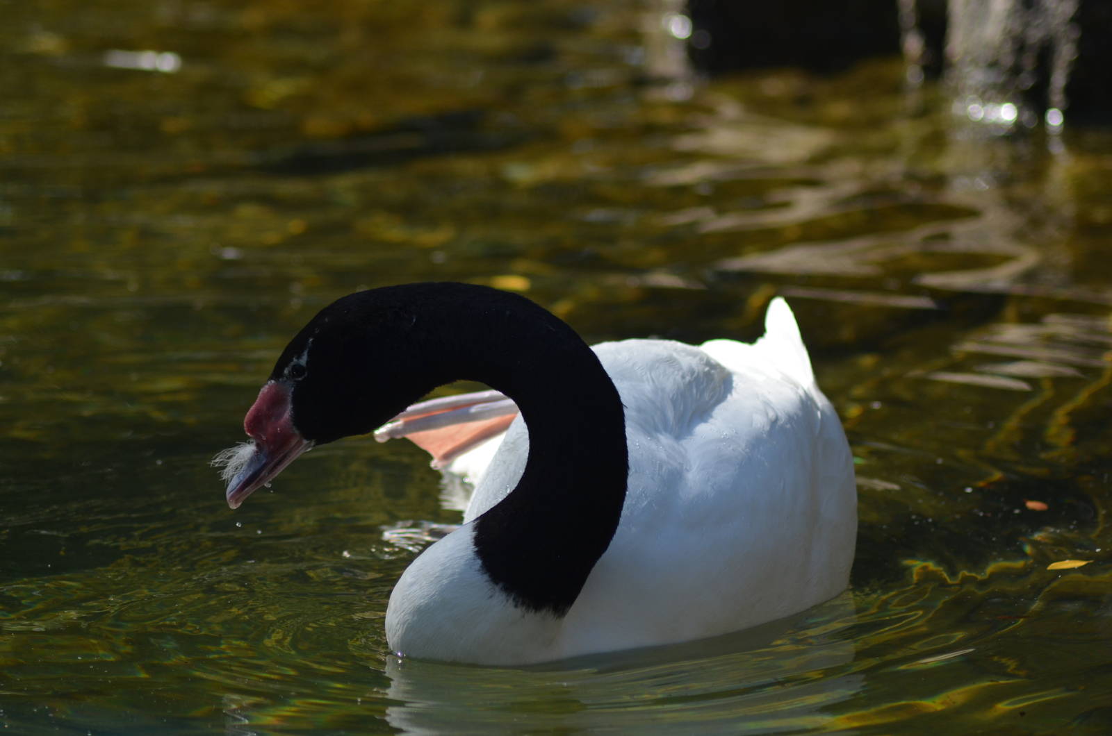 Black-necked Swan