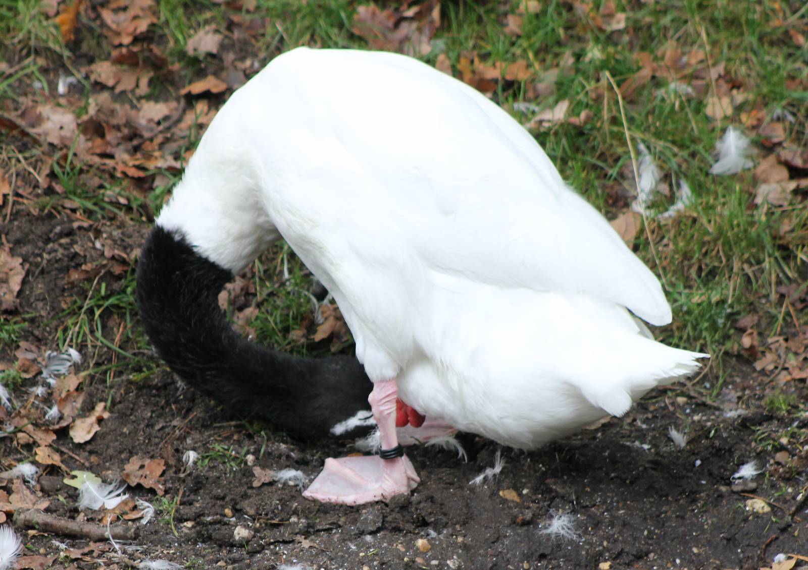 black-necked swan