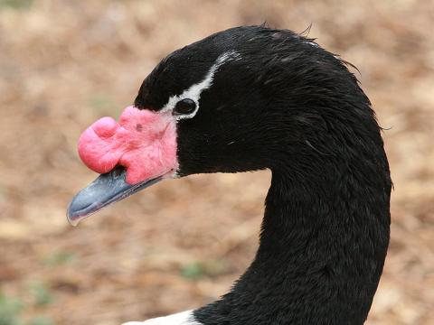 Black-necked Swan