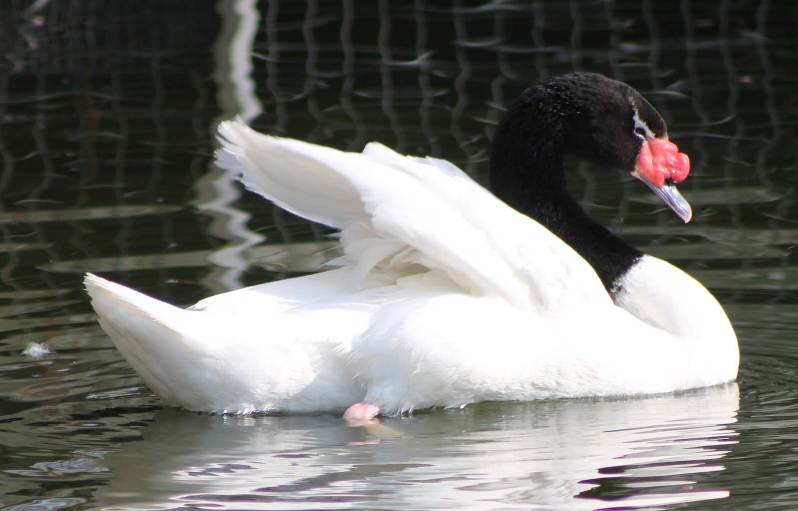 Black-necked swan
