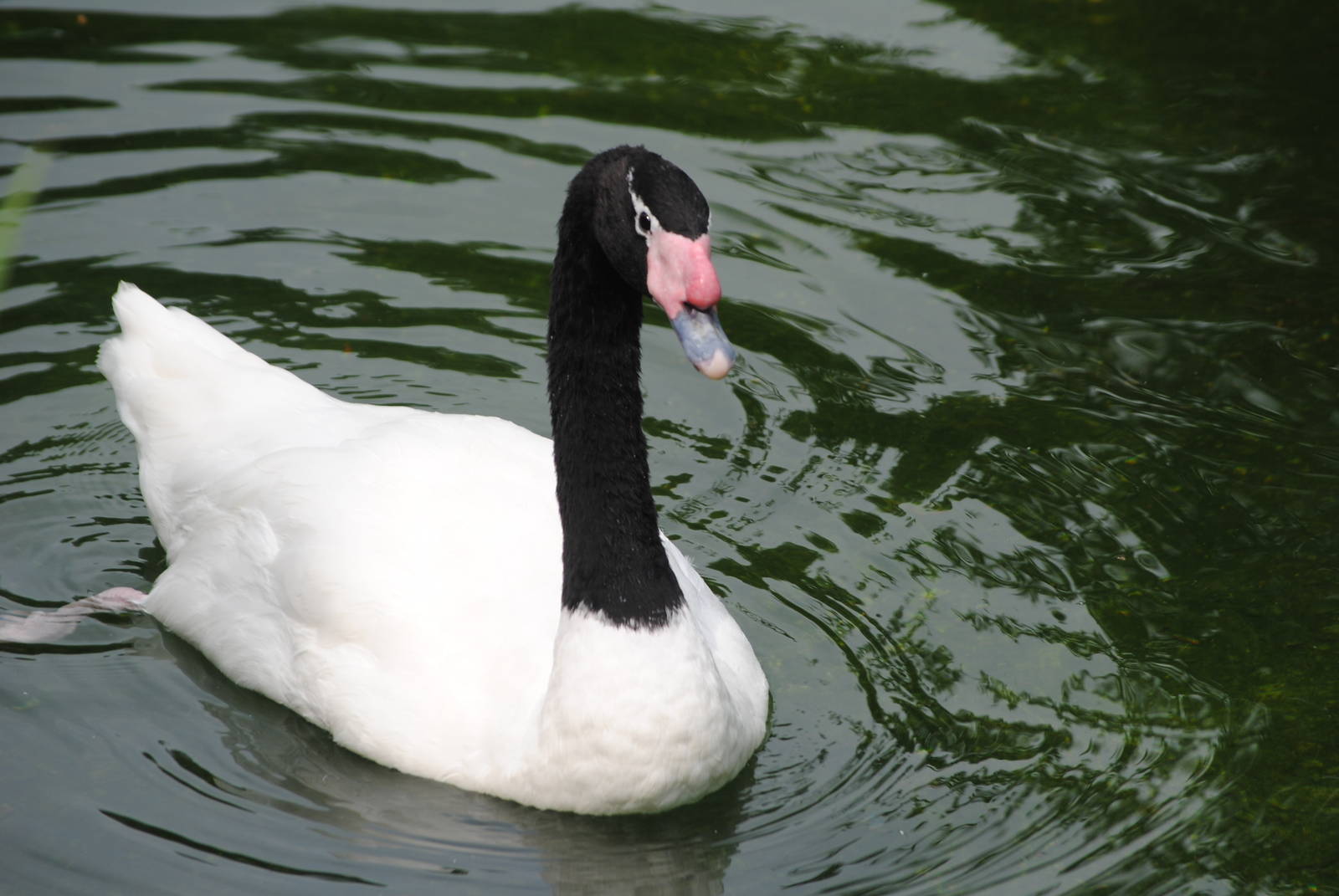Black-Necked Swan