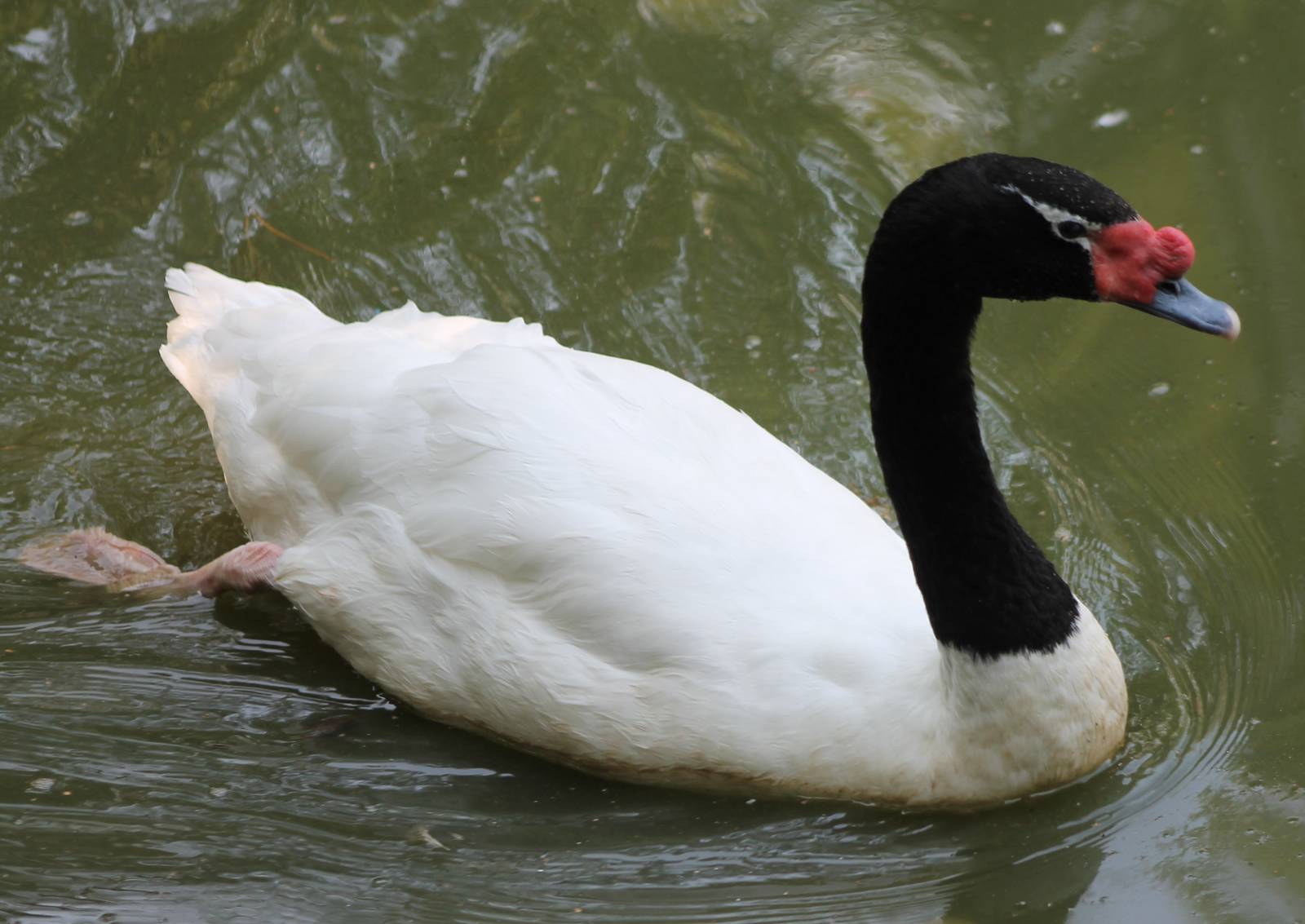 Black-necked swan