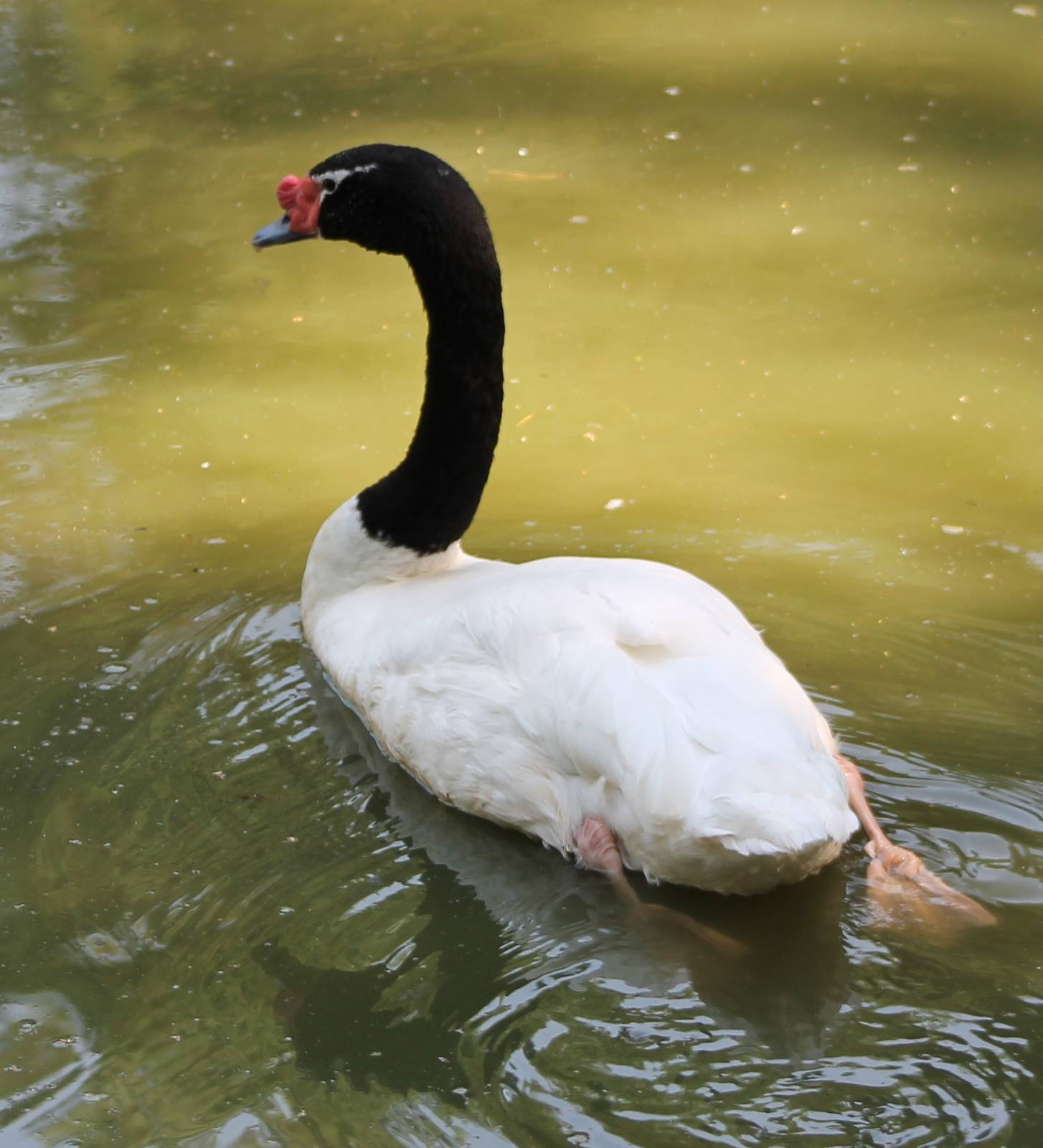 Black-necked swan