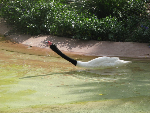 Black-necked Swan