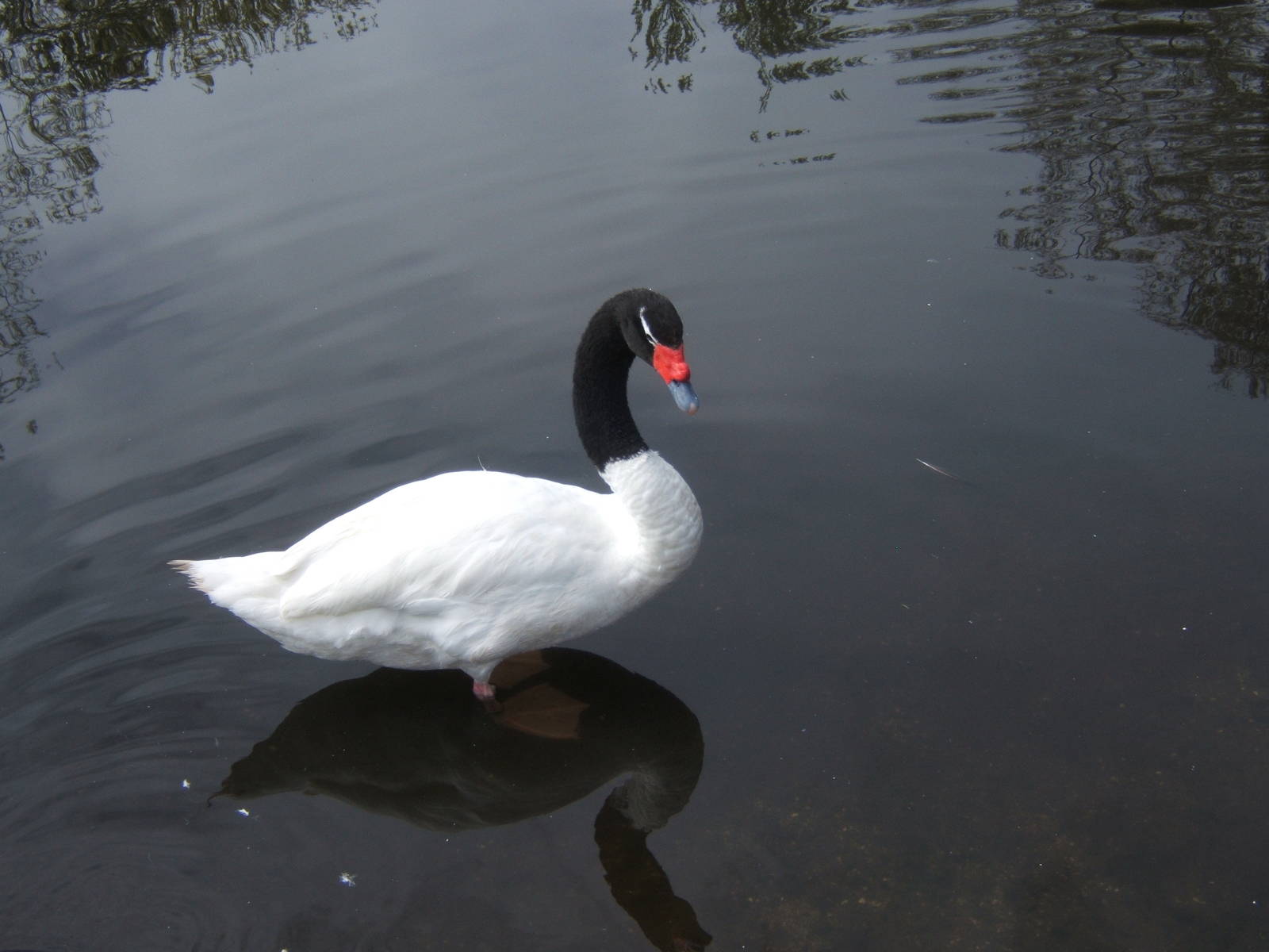Black-necked Swan