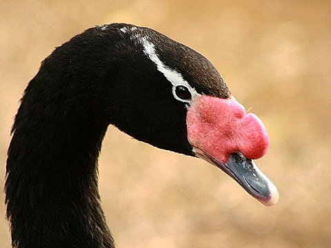 Black-necked Swan
