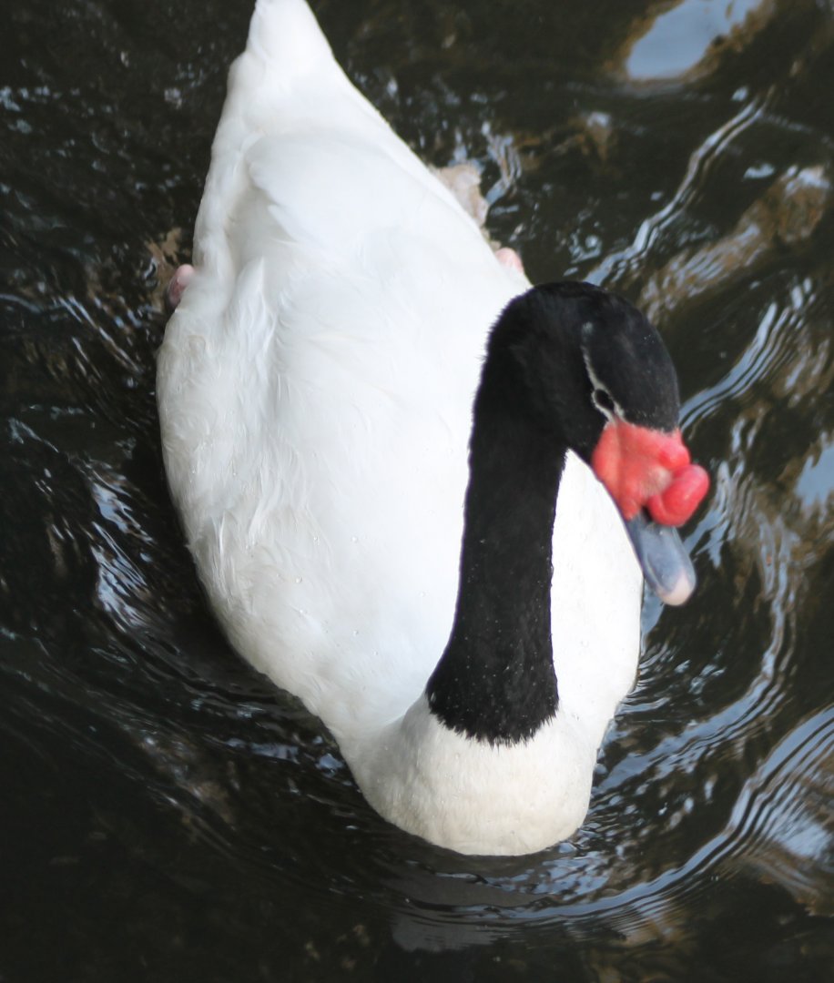 Black-necked swan