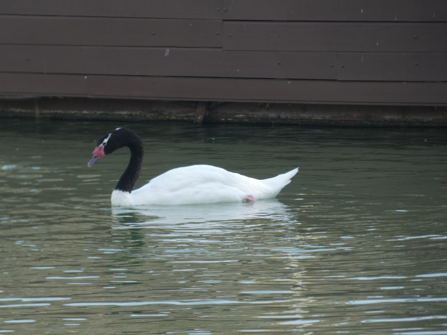 Black-necked Swan