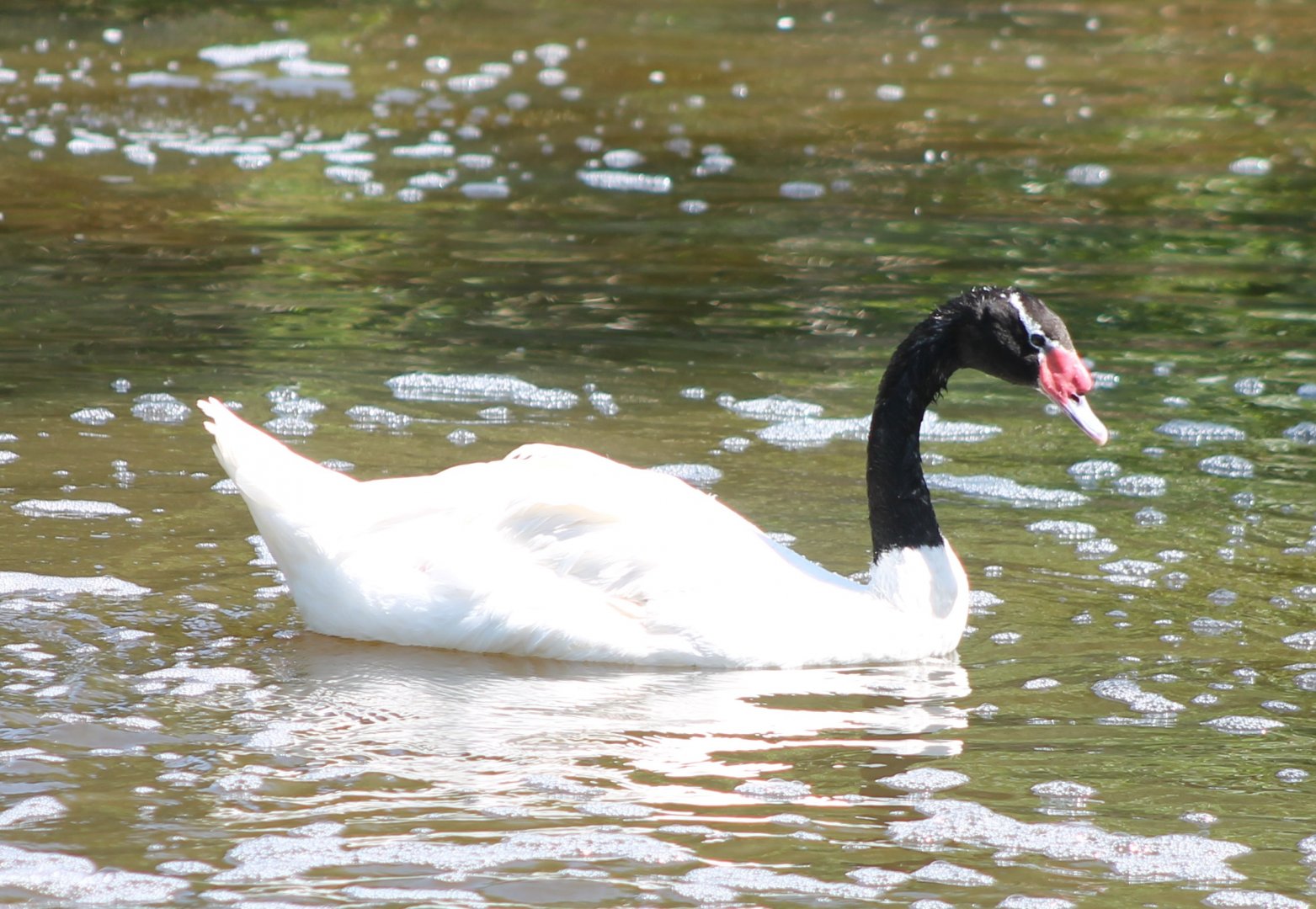 Black-necked swan