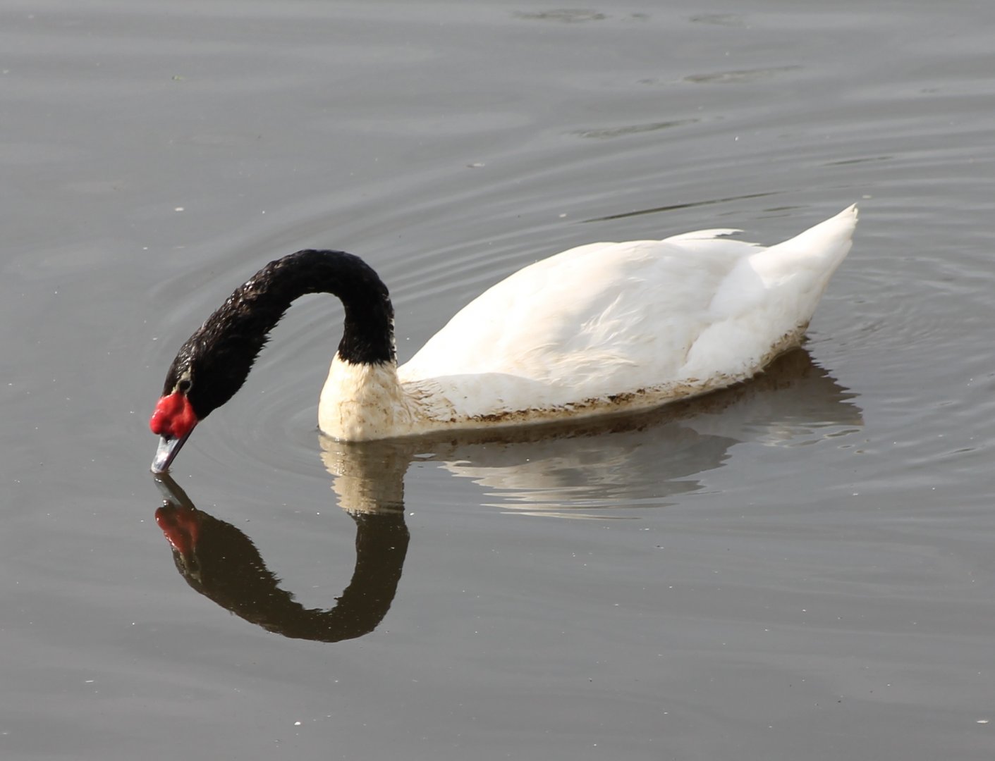 Black-necked swan