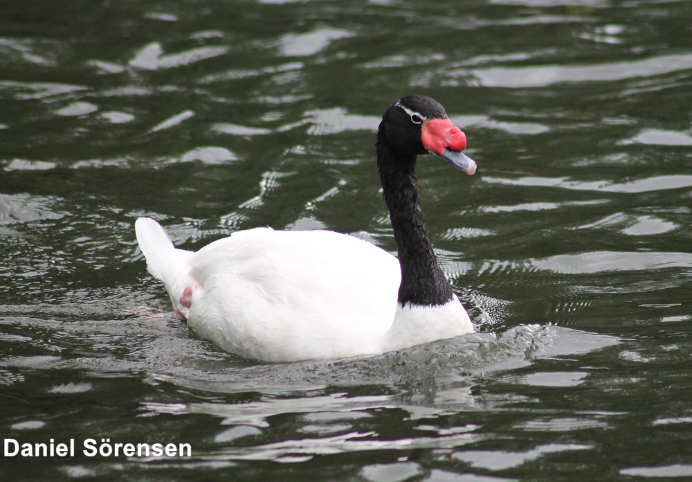 Black-necked swan