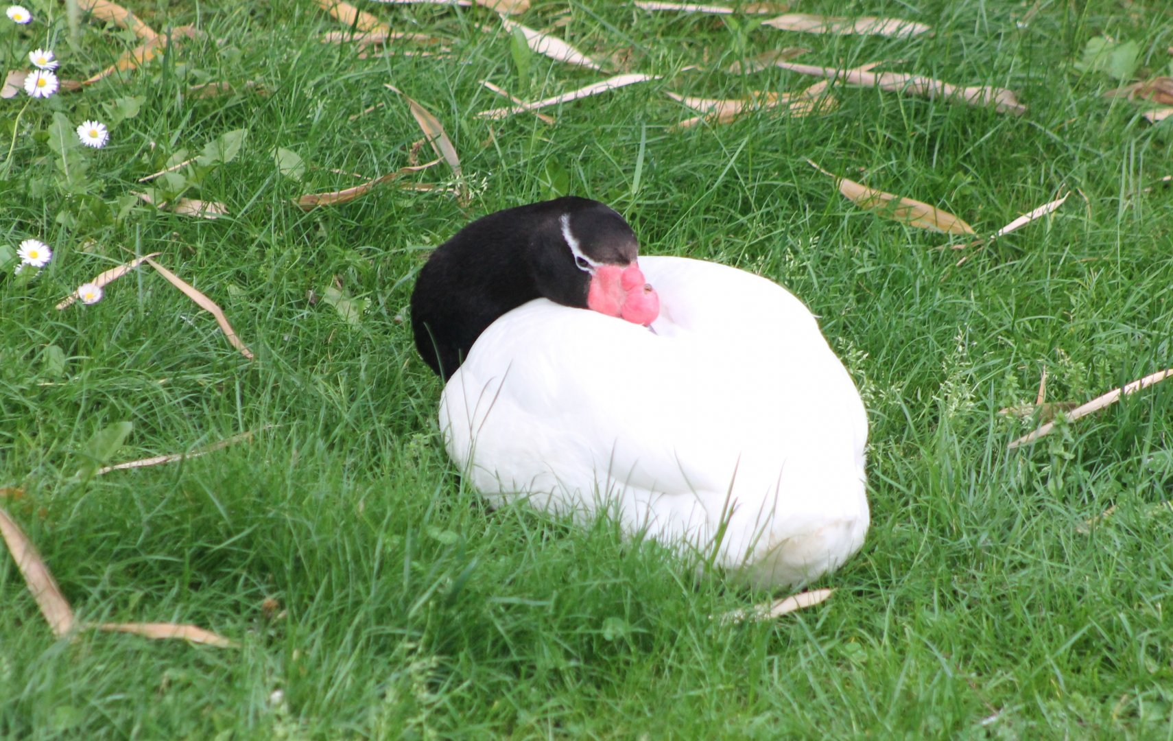 Black-necked swan