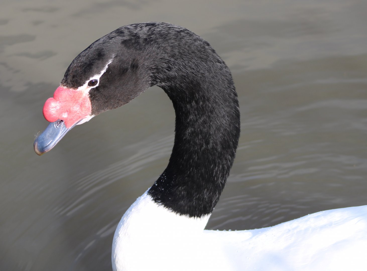 Black-necked swan