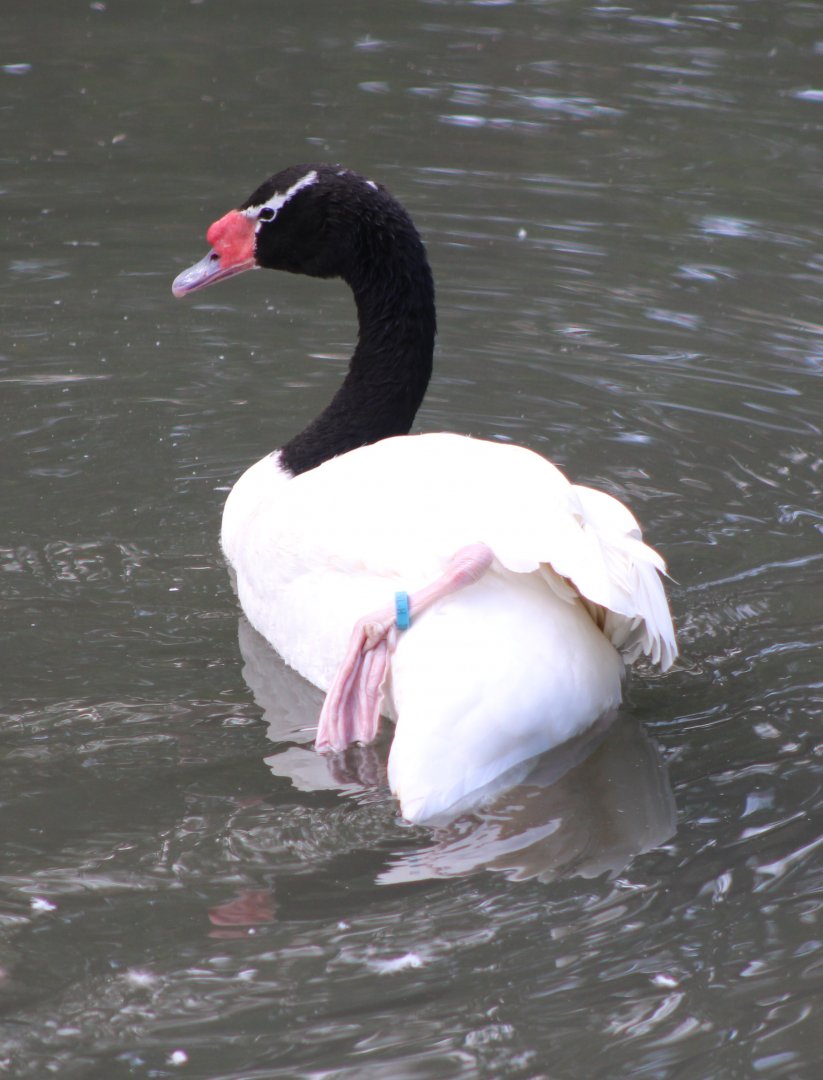 Black-necked swan