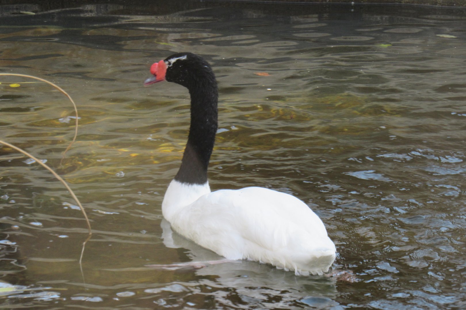 Black necked swan