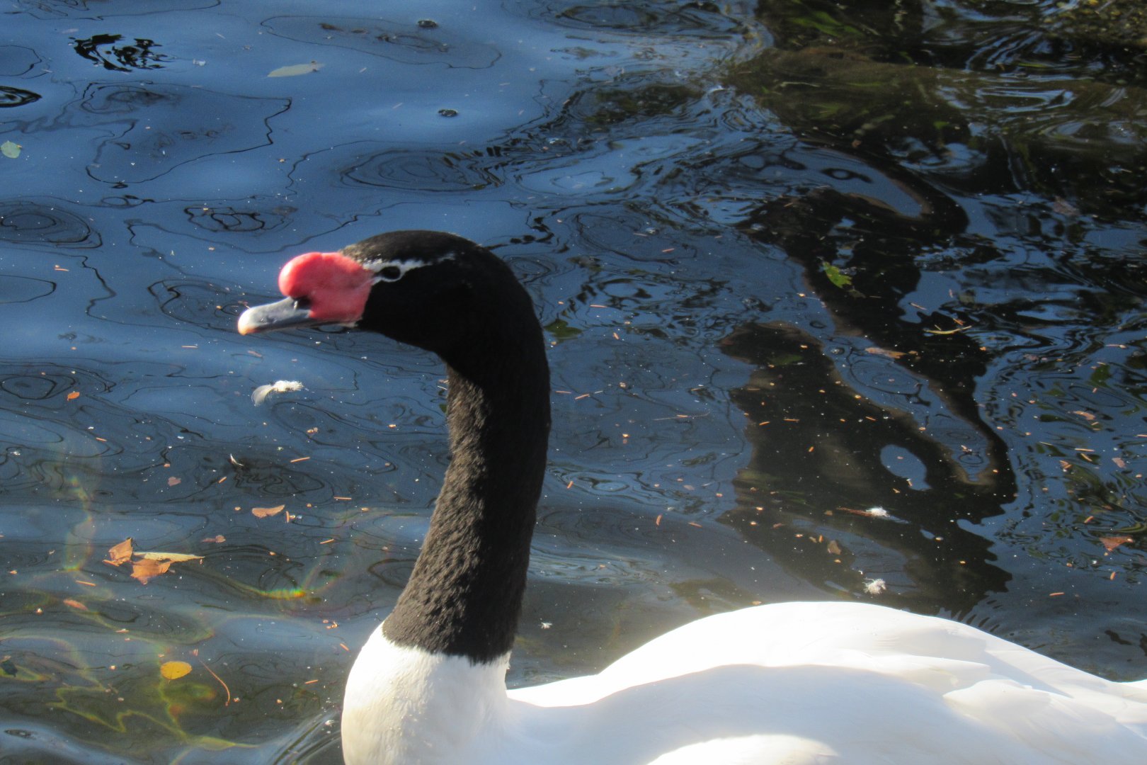 black necked swan