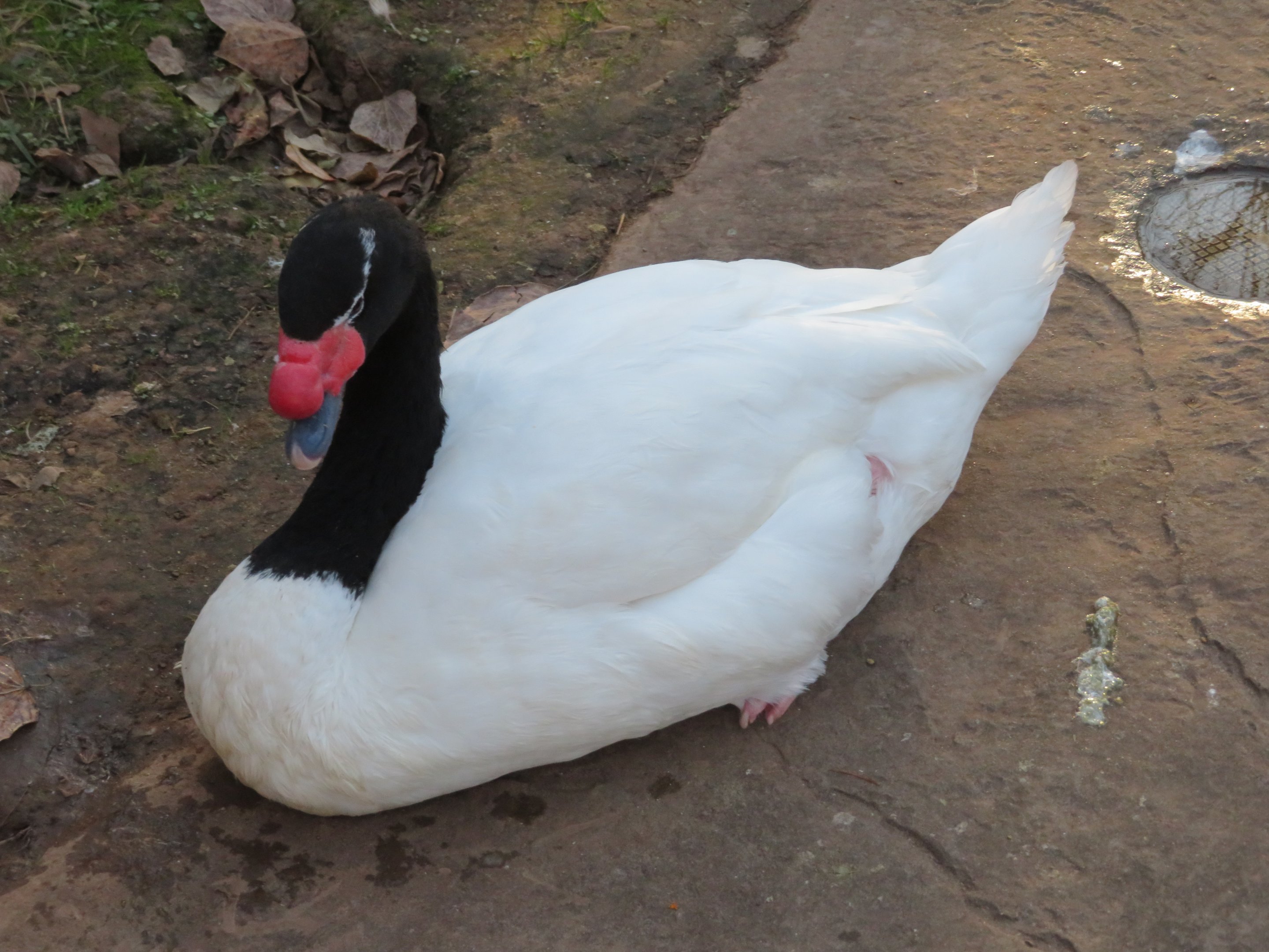 Black-necked Swan