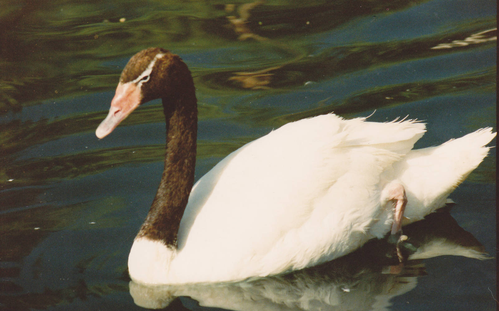 Black-necked Swan