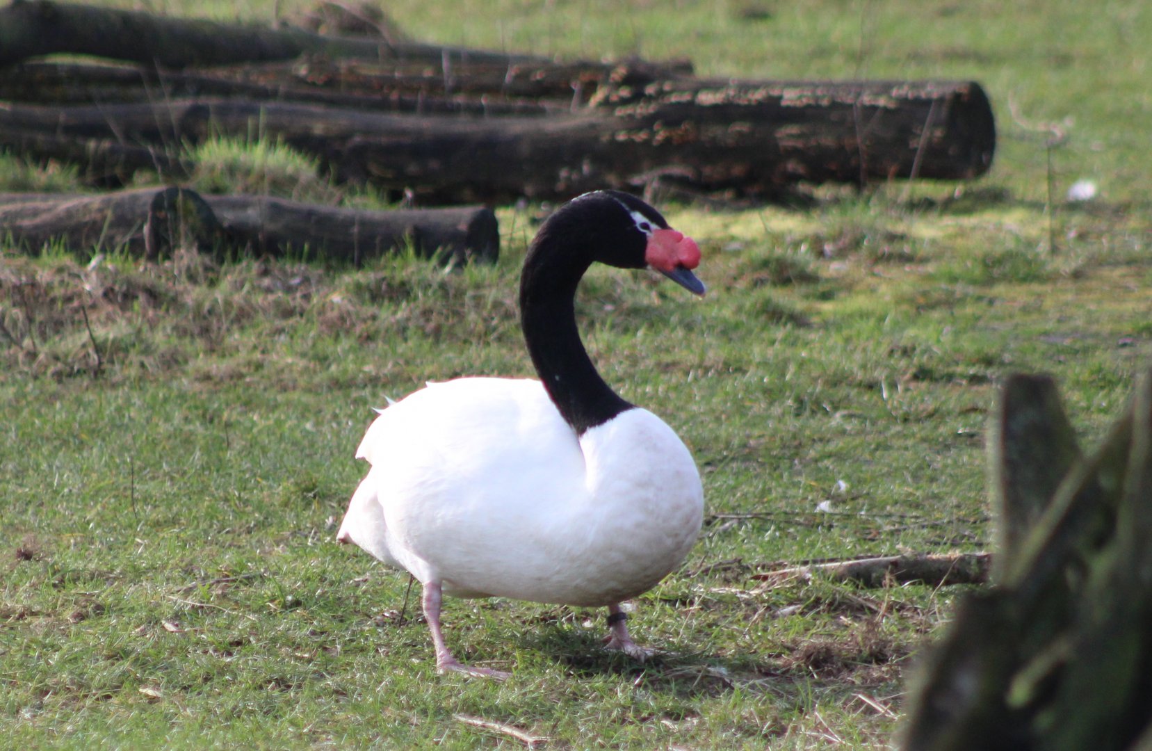 Black-necked swan