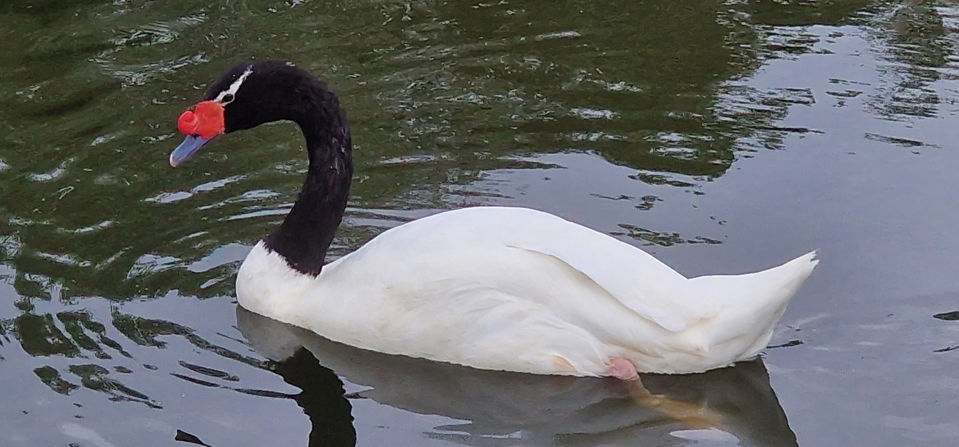 Black necked swan