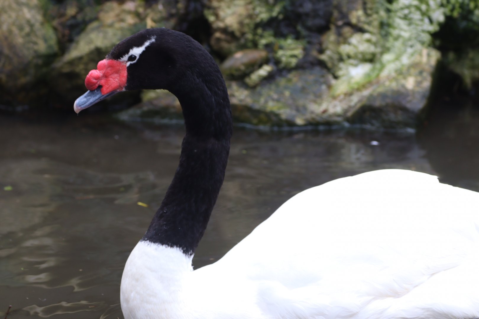 Black-necked Swan