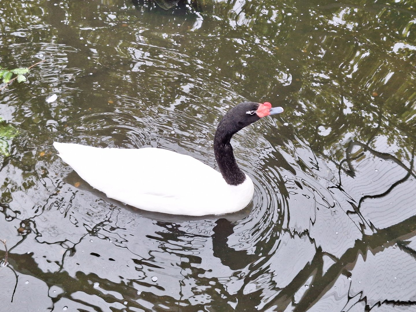 Black-necked Swan