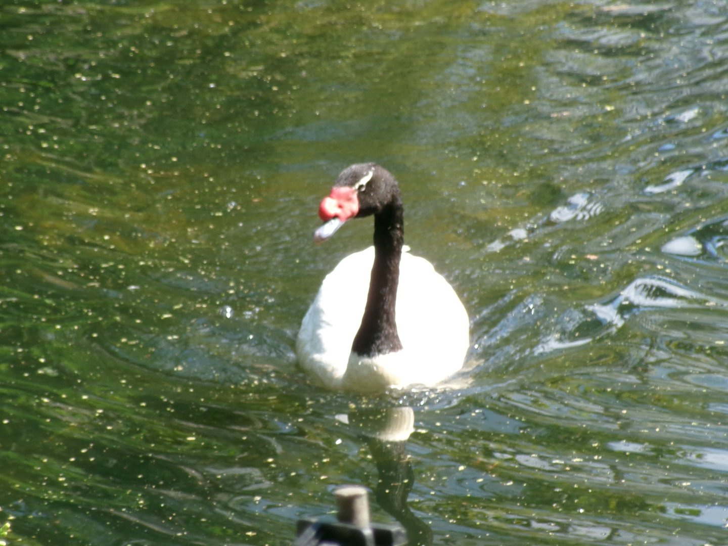 Black-necked swan