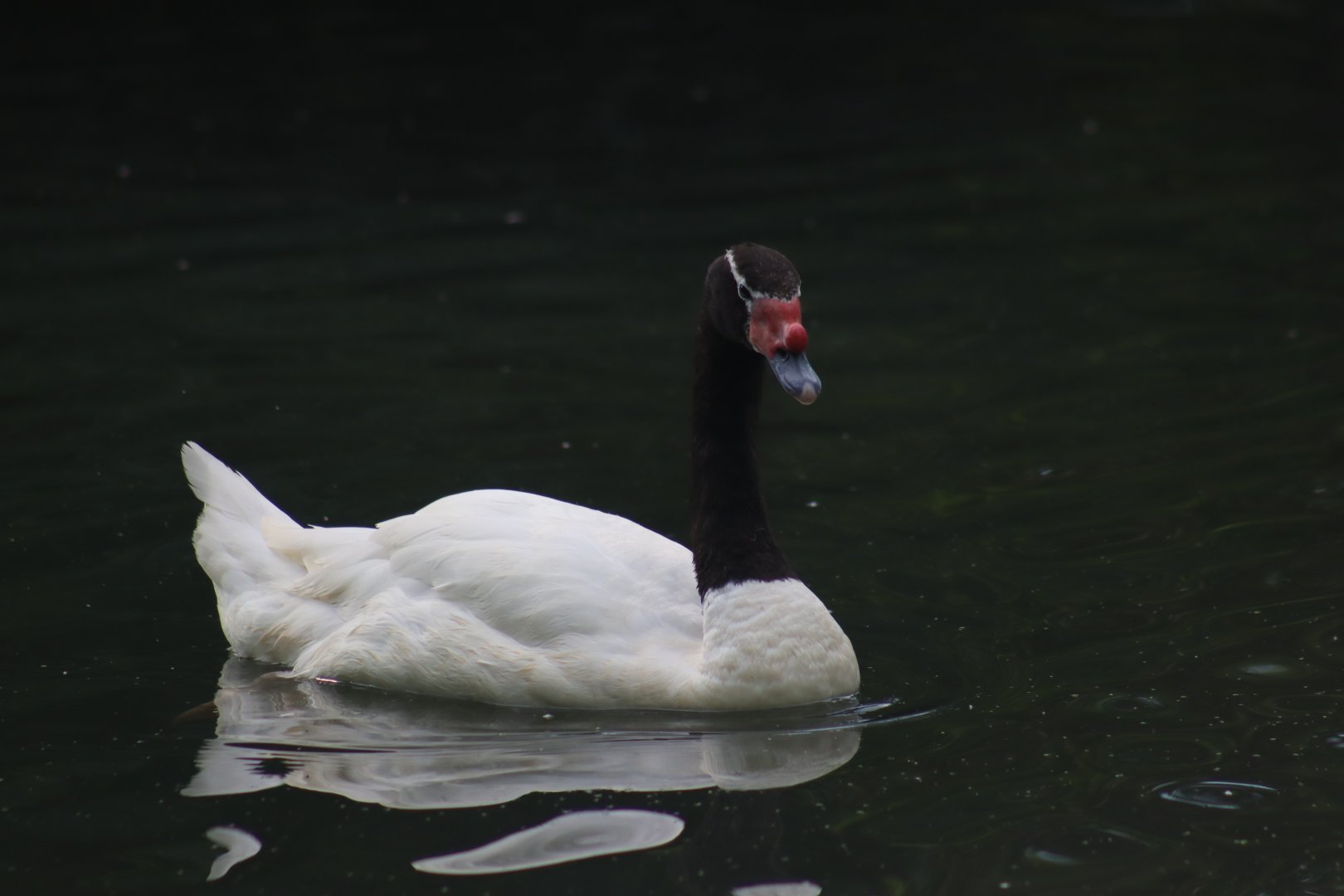 Black-necked Swan