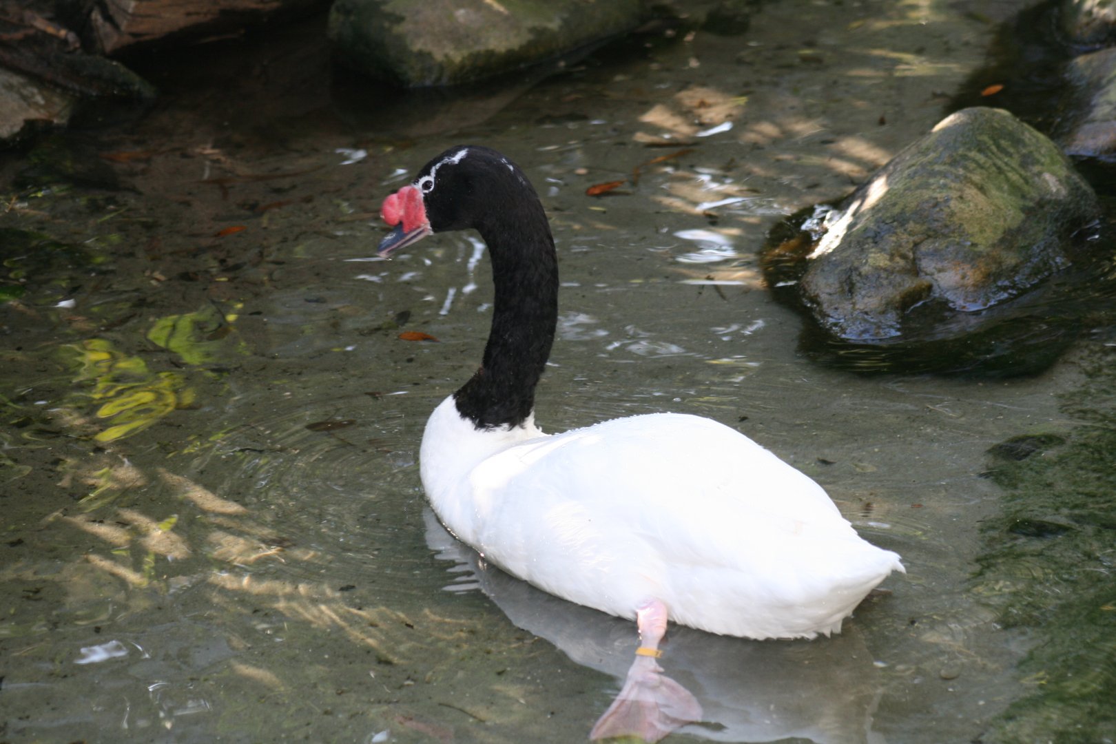 Black Necked Swan