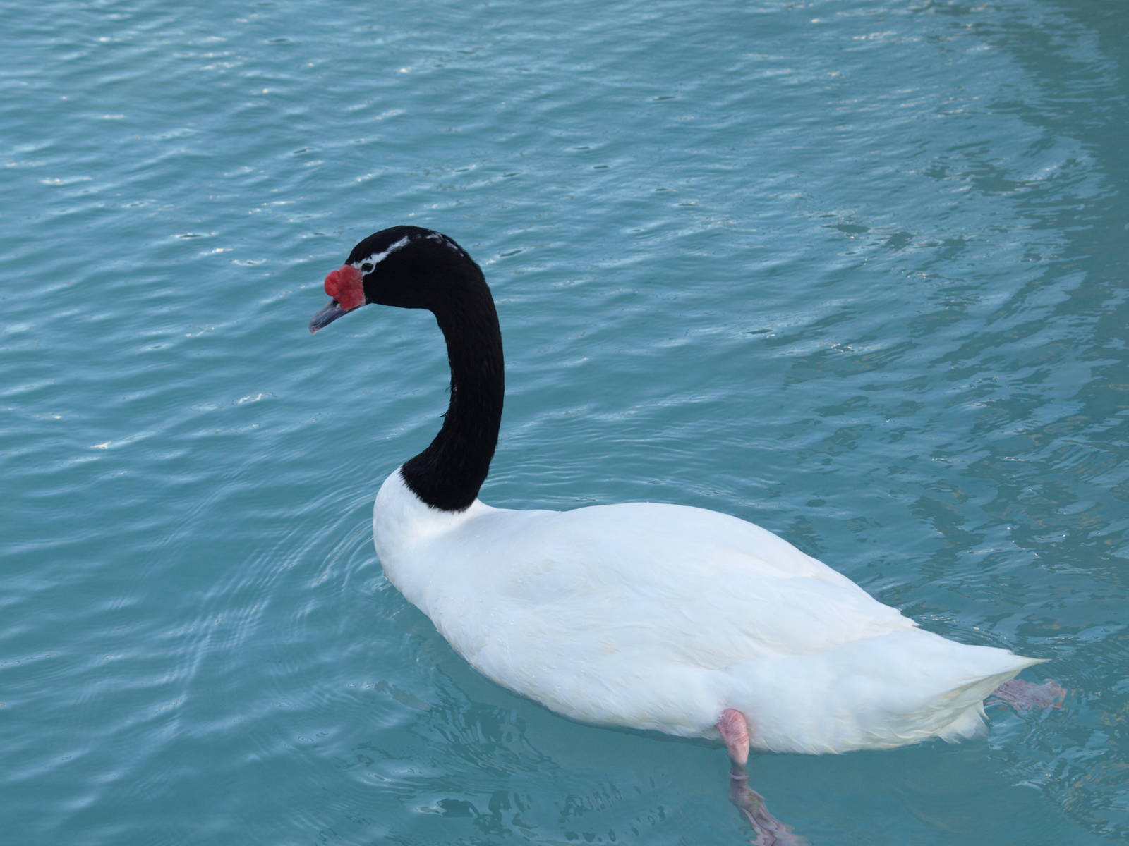 Black- necked swan