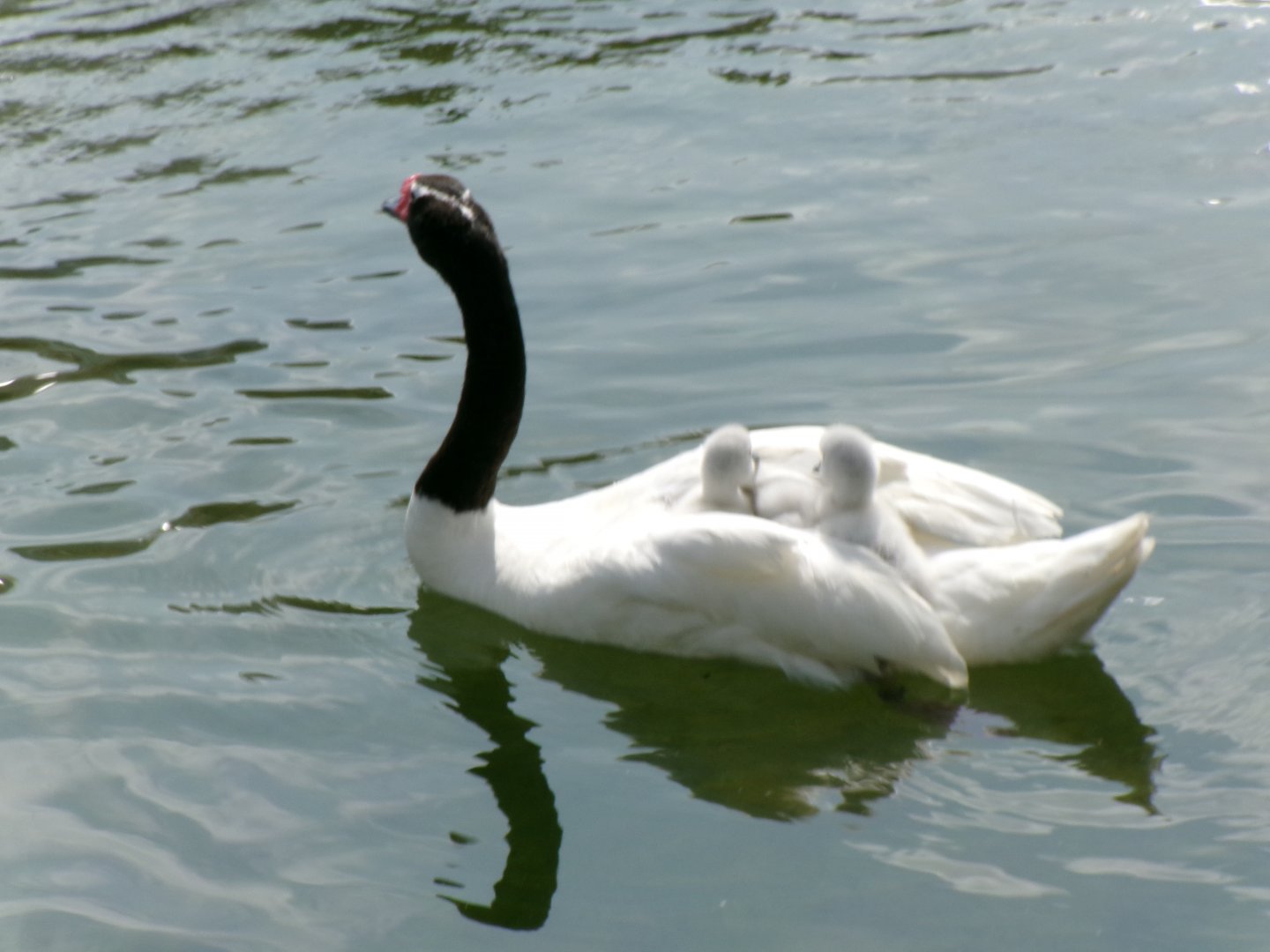 Black-necked swan